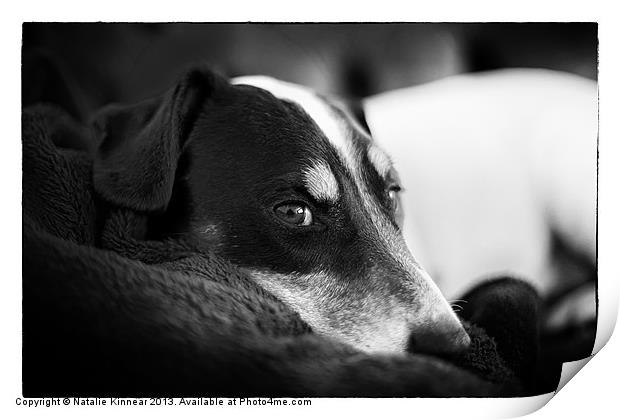 Jack Russell Terrier Portrait in Black and White Print by Natalie Kinnear