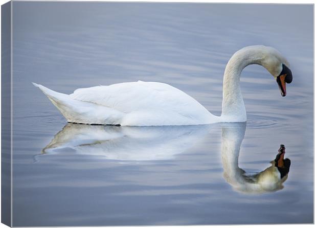 Reflections of A Swan Canvas Print by Simon West
