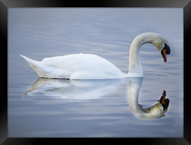 Reflections of A Swan Framed Print by Simon West