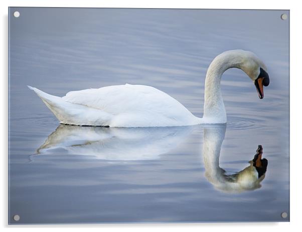 Reflections of A Swan Acrylic by Simon West