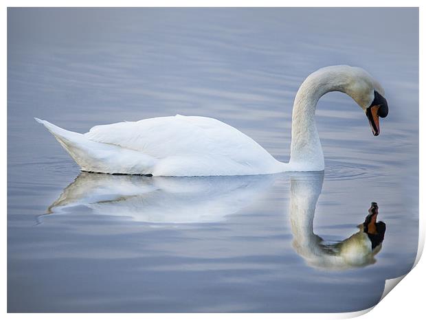 Reflections of A Swan Print by Simon West