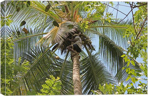 Collecting Coconuts Canvas Print by Tony Murtagh