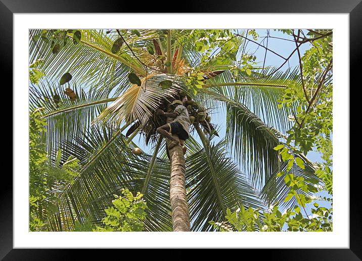 Collecting Coconuts Framed Mounted Print by Tony Murtagh