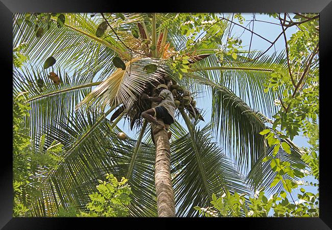 Collecting Coconuts Framed Print by Tony Murtagh