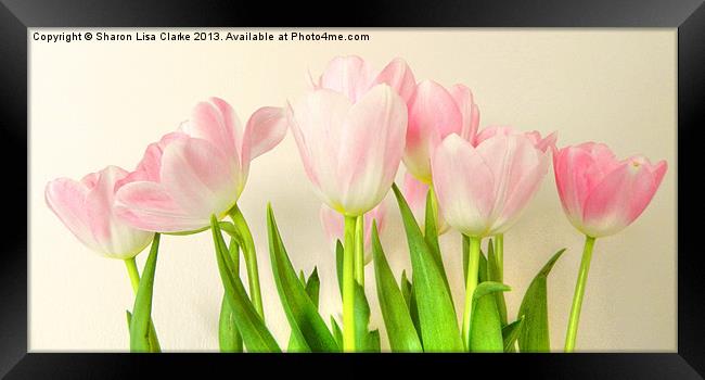 Pink Tulips Framed Print by Sharon Lisa Clarke