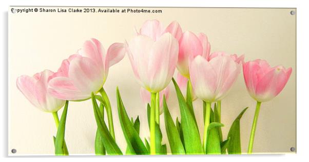 Pink Tulips Acrylic by Sharon Lisa Clarke
