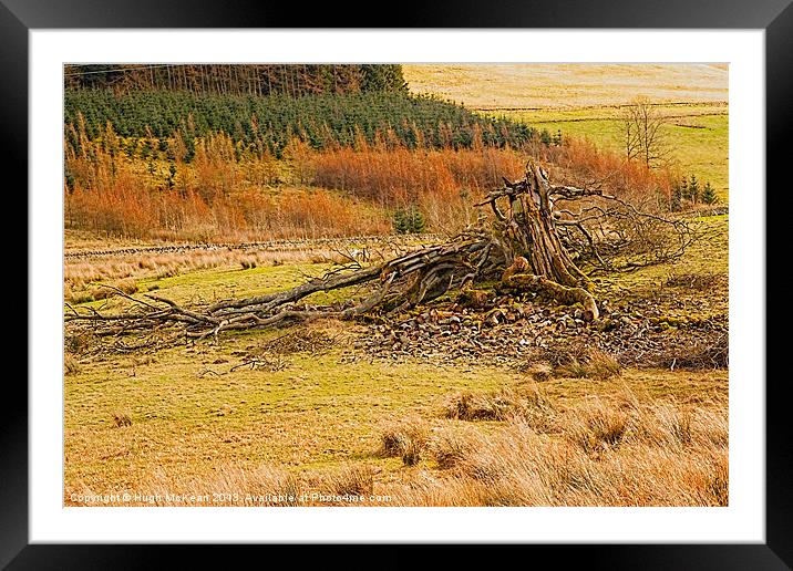 Landscape, Tree, European Beech, Blown over Framed Mounted Print by Hugh McKean