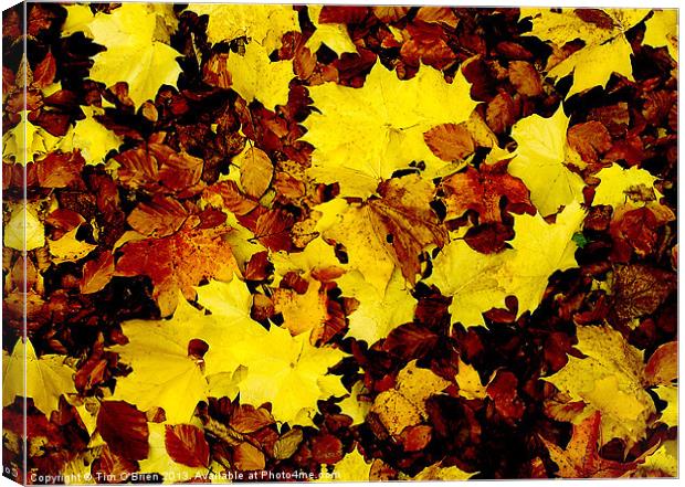 Fallen Leaves Canvas Print by Tim O'Brien