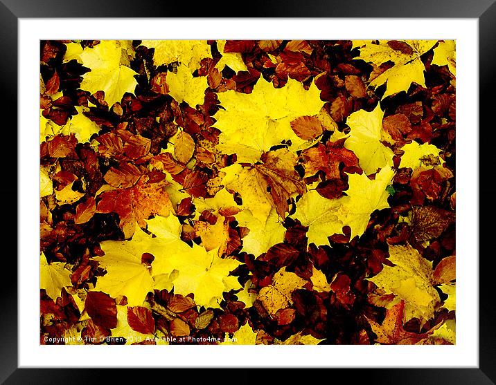 Fallen Leaves Framed Mounted Print by Tim O'Brien