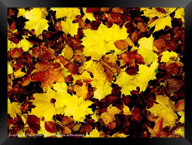 Fallen Leaves Framed Print by Tim O'Brien