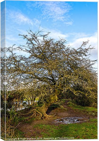 Plant, Hawthorn, Gnarled, Twisted, Exposed Canvas Print by Hugh McKean