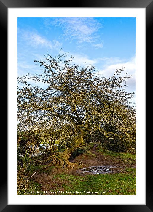 Plant, Hawthorn, Gnarled, Twisted, Exposed Framed Mounted Print by Hugh McKean