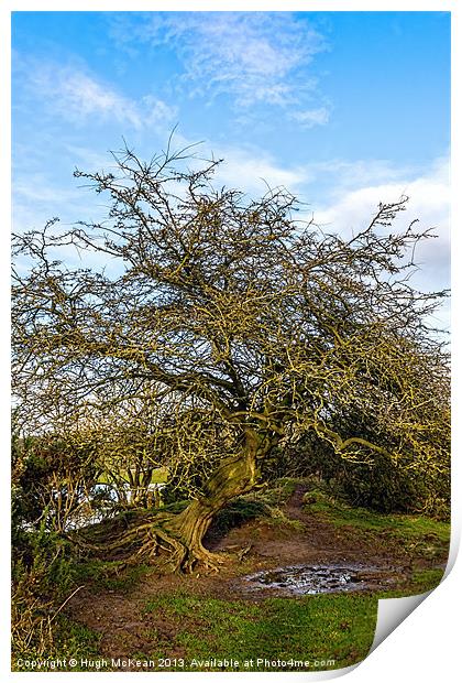Plant, Hawthorn, Gnarled, Twisted, Exposed Print by Hugh McKean