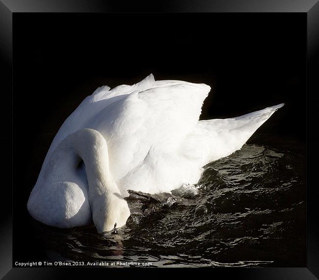 Swan Ducking Head Framed Print by Tim O'Brien