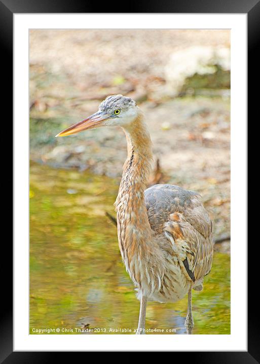 The Elusive Wurdemanns Heron Framed Mounted Print by Chris Thaxter