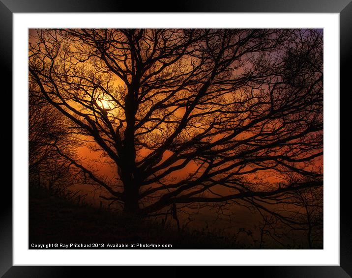 Tree And A Misty Sunrise Framed Mounted Print by Ray Pritchard