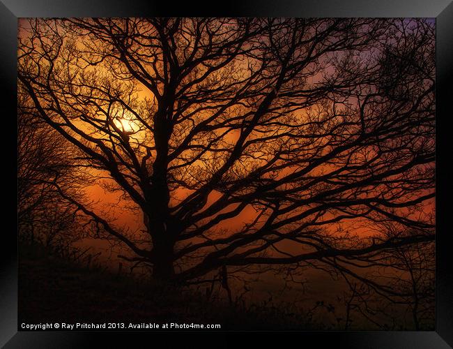 Tree And A Misty Sunrise Framed Print by Ray Pritchard