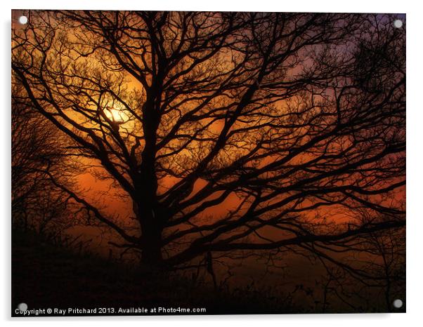 Tree And A Misty Sunrise Acrylic by Ray Pritchard