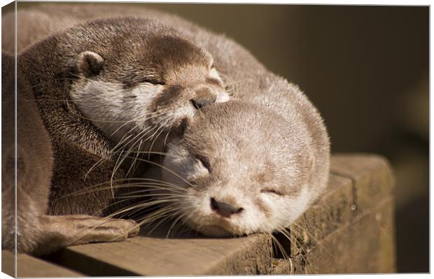 sleeping otters Canvas Print by keith sutton