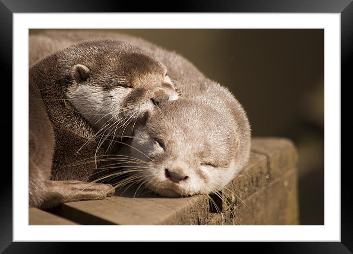 sleeping otters Framed Mounted Print by keith sutton