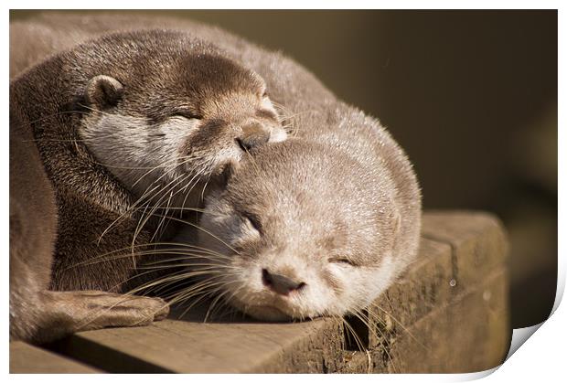 sleeping otters Print by keith sutton