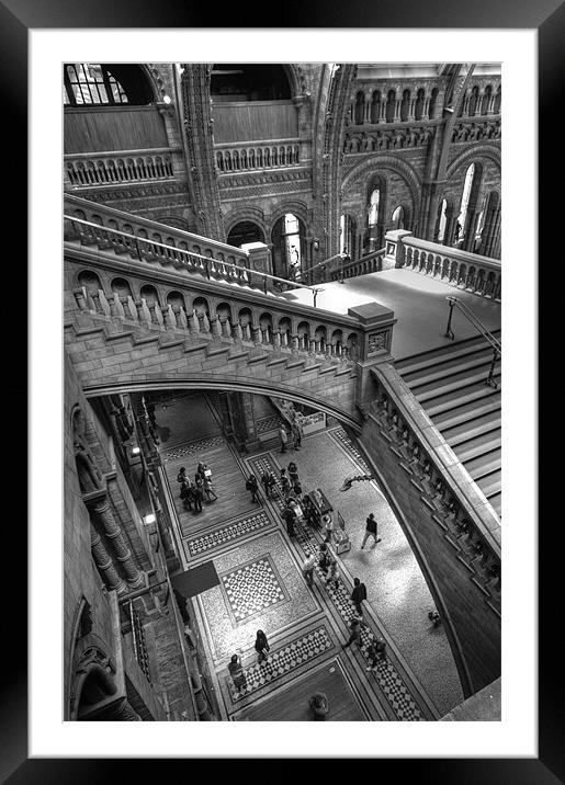 Natural History Museum, London Framed Mounted Print by Ian Rolfe