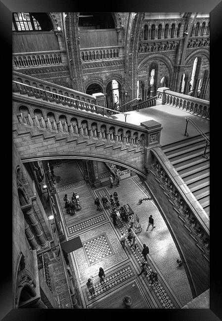 Natural History Museum, London Framed Print by Ian Rolfe