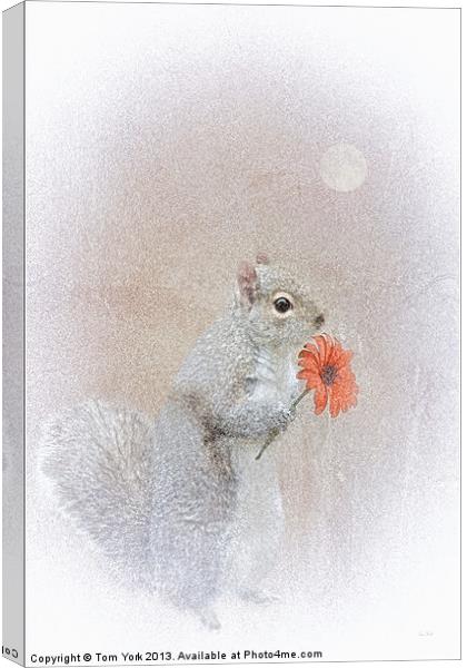 A SQUIRREL IN LOVE Canvas Print by Tom York