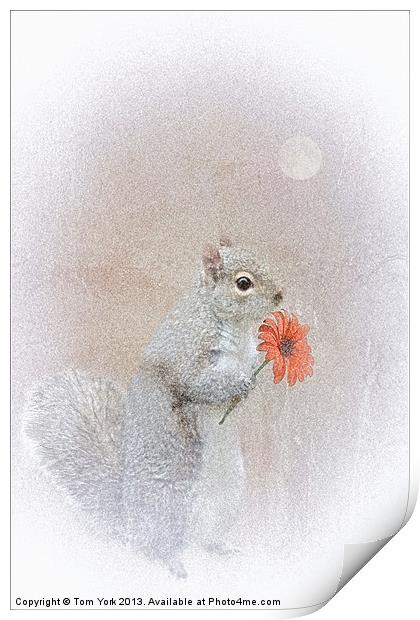 A SQUIRREL IN LOVE Print by Tom York