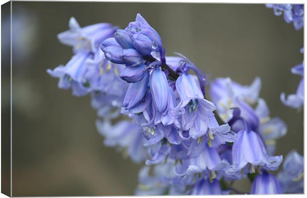 Wet Spanish Bluebells  Canvas Print by Dave Holt