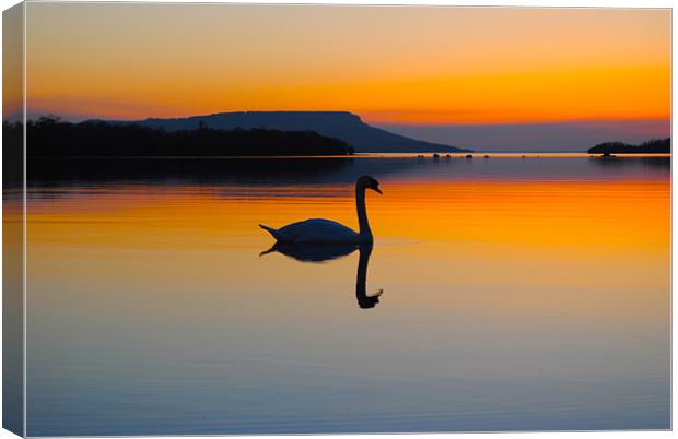 Swan Beauty Canvas Print by Kim McDonell