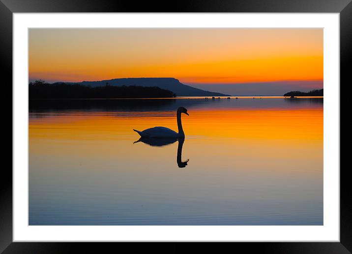 Swan Beauty Framed Mounted Print by Kim McDonell