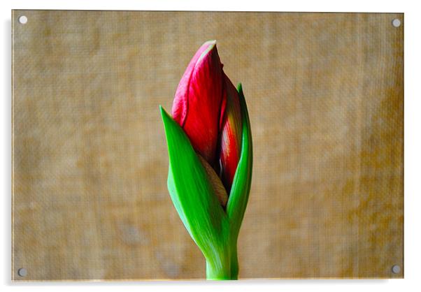 Amaryllis Plant Acrylic by Kim McDonell
