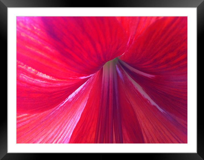 Amaryllis is a bulbous flower Framed Mounted Print by Kim McDonell
