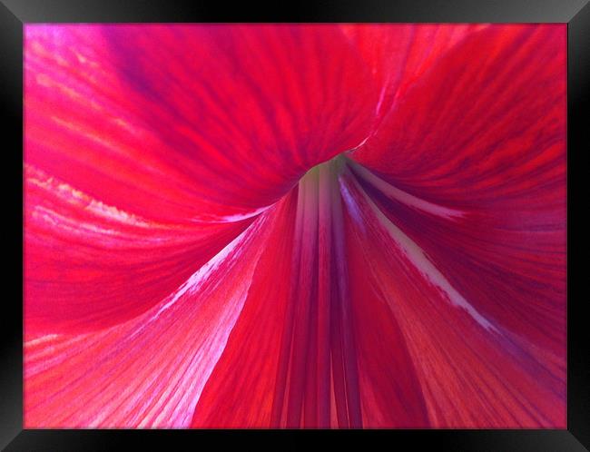 Amaryllis is a bulbous flower Framed Print by Kim McDonell