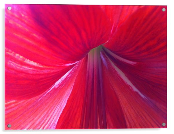 Amaryllis is a bulbous flower Acrylic by Kim McDonell