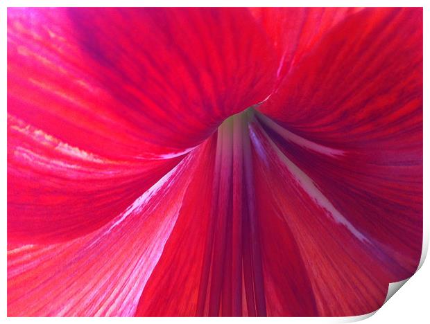 Amaryllis is a bulbous flower Print by Kim McDonell