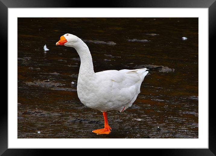 The Goose Framed Mounted Print by Kim McDonell