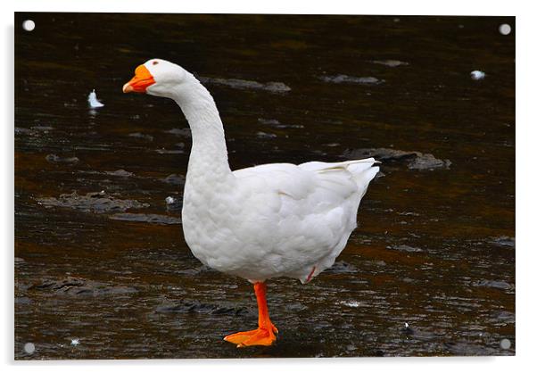 The Goose Acrylic by Kim McDonell