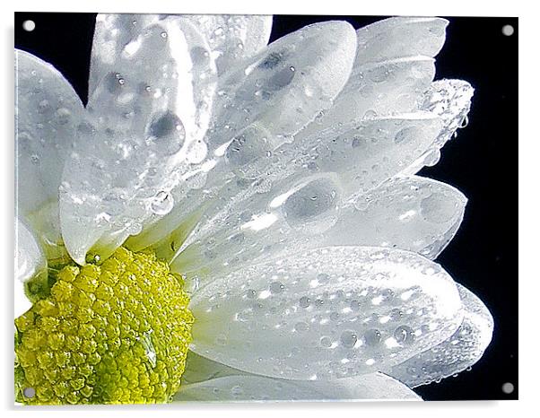 697-beautful flower Acrylic by elvira ladocki