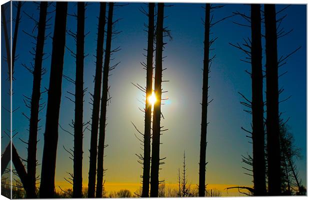 Sun and Forest Canvas Print by Kim McDonell