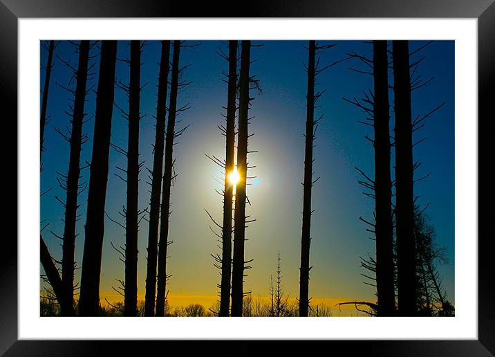 Sun and Forest Framed Mounted Print by Kim McDonell