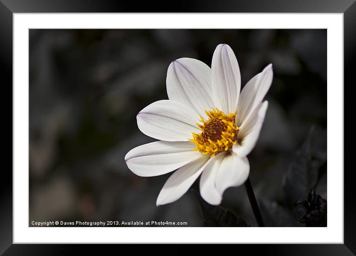 White Chrysanthemum Flower Framed Mounted Print by Daves Photography