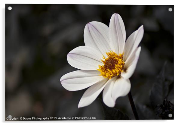 White Chrysanthemum Flower Acrylic by Daves Photography