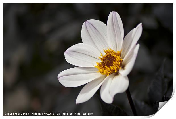 White Chrysanthemum Flower Print by Daves Photography
