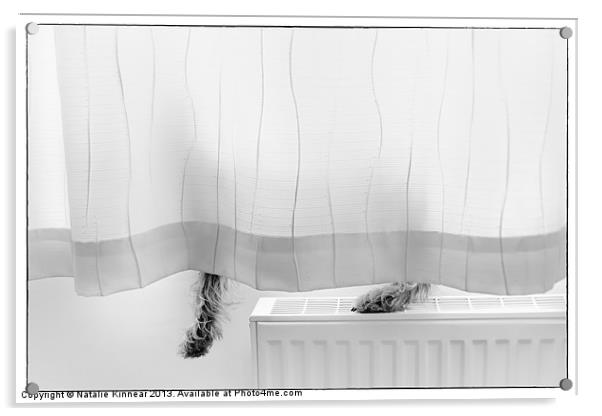 Pup Behind The Curtain Acrylic by Natalie Kinnear