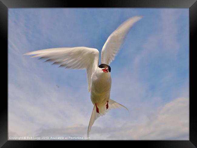 Artic Tern in flight Framed Print by Bob Legg