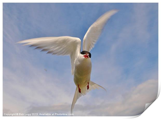 Artic Tern in flight Print by Bob Legg