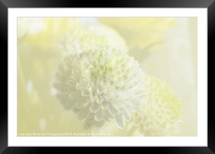 Wedding chrysanthemum Framed Mounted Print by Daves Photography