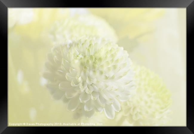 Wedding chrysanthemum Framed Print by Daves Photography